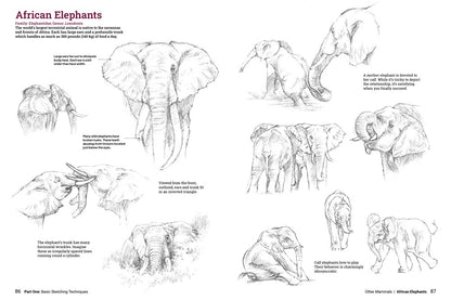 Book - How to Draw Animals