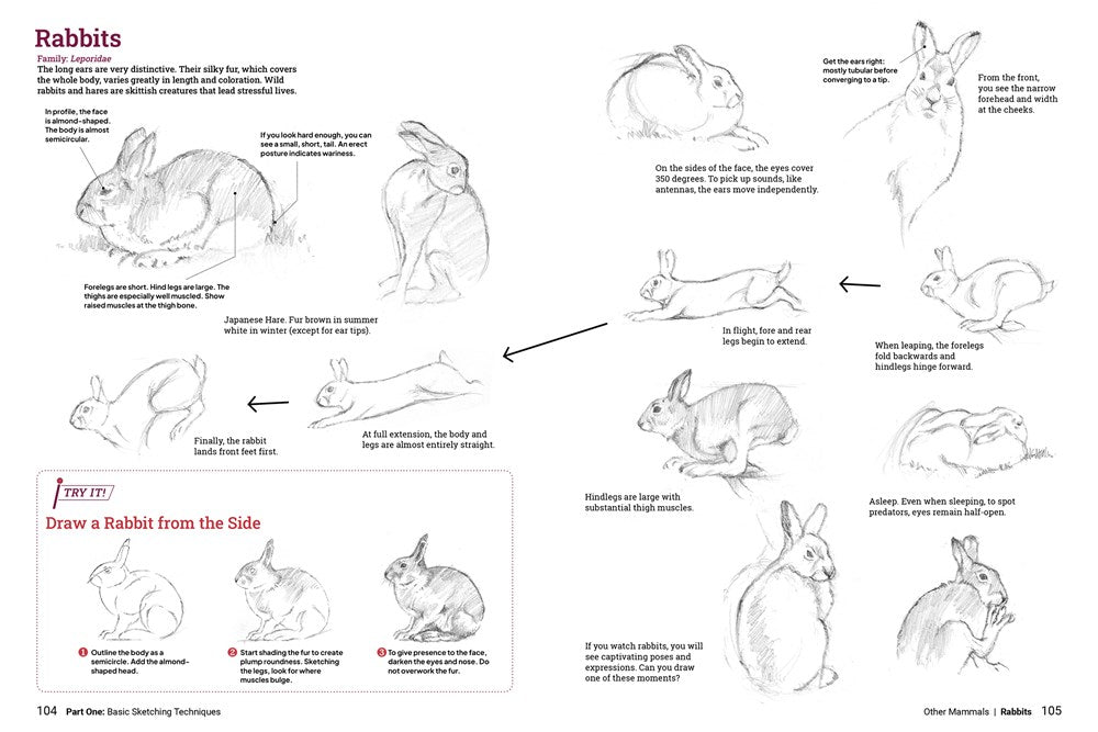 Book - How to Draw Animals