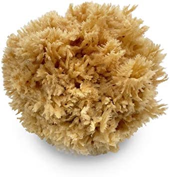 Ocean Sea Sponge Wool 3 inch